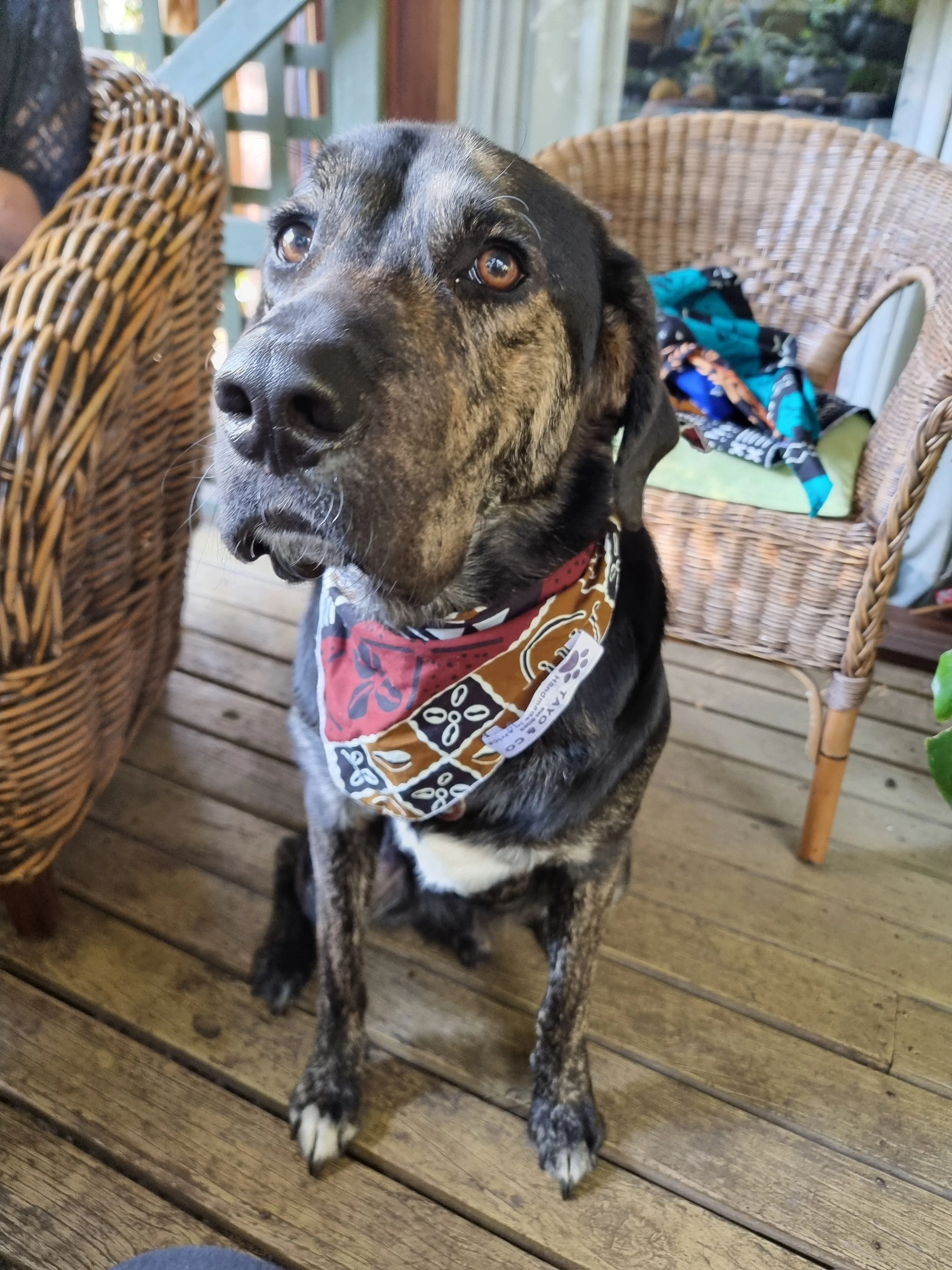 Laka Bandana