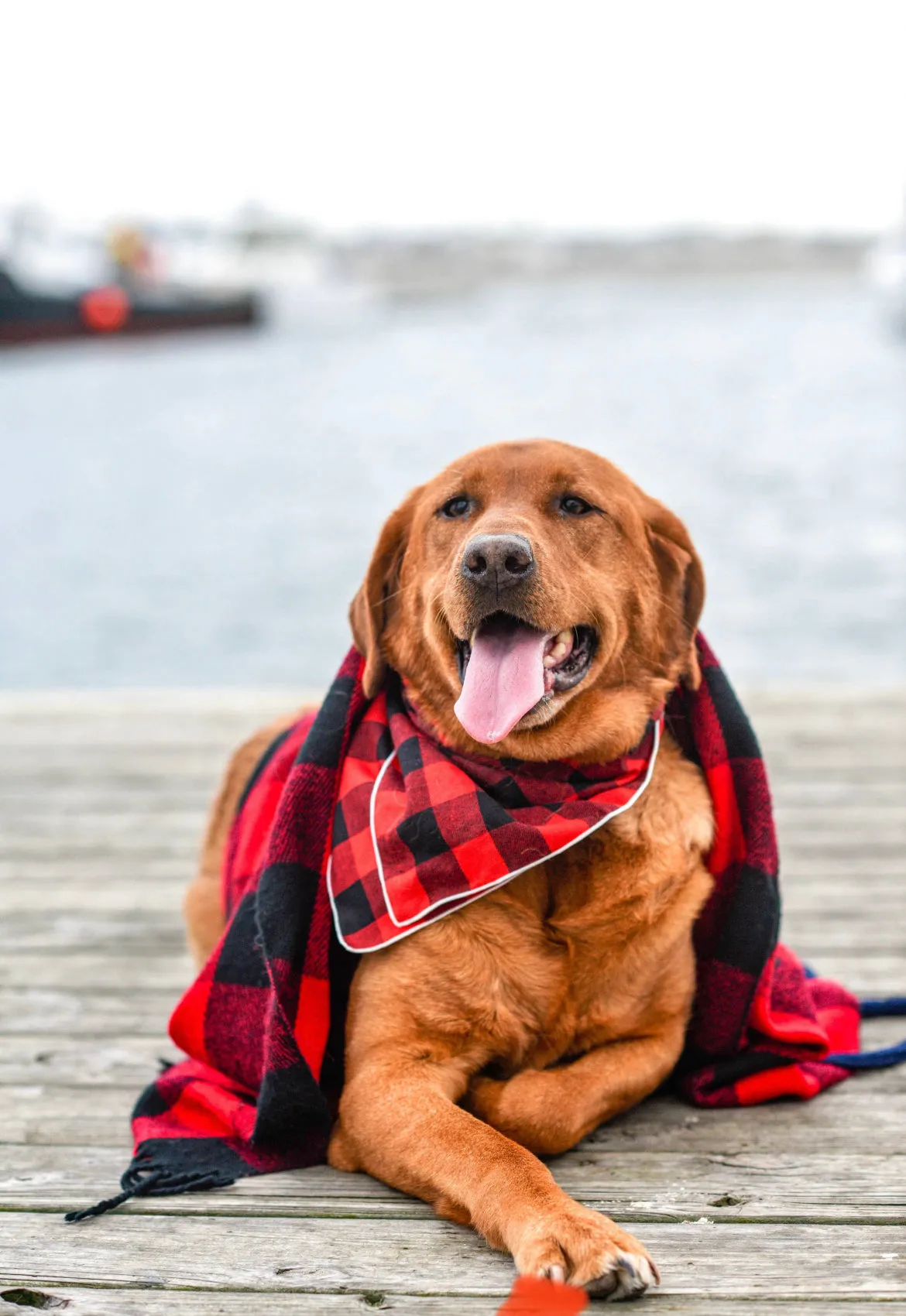 Personalized Dog Bandana