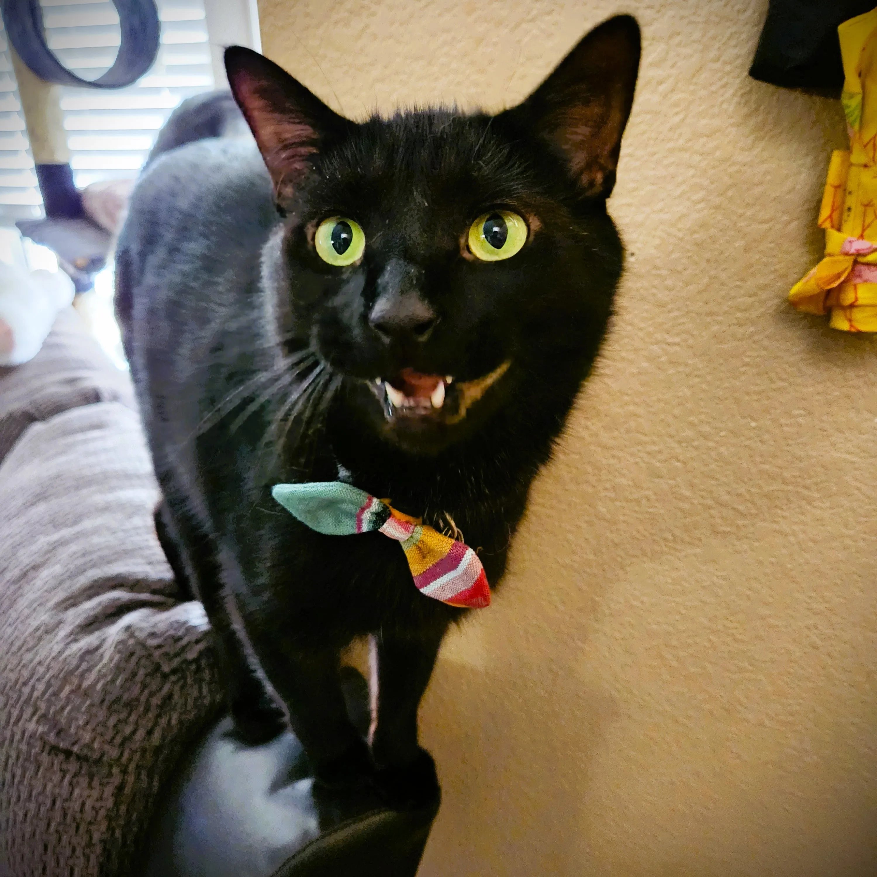Pet Bow Tie Set: Add a Touch of Style to Your Furry Friend - Set of 3