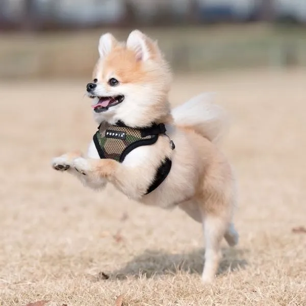 Soft Dog Harness C
