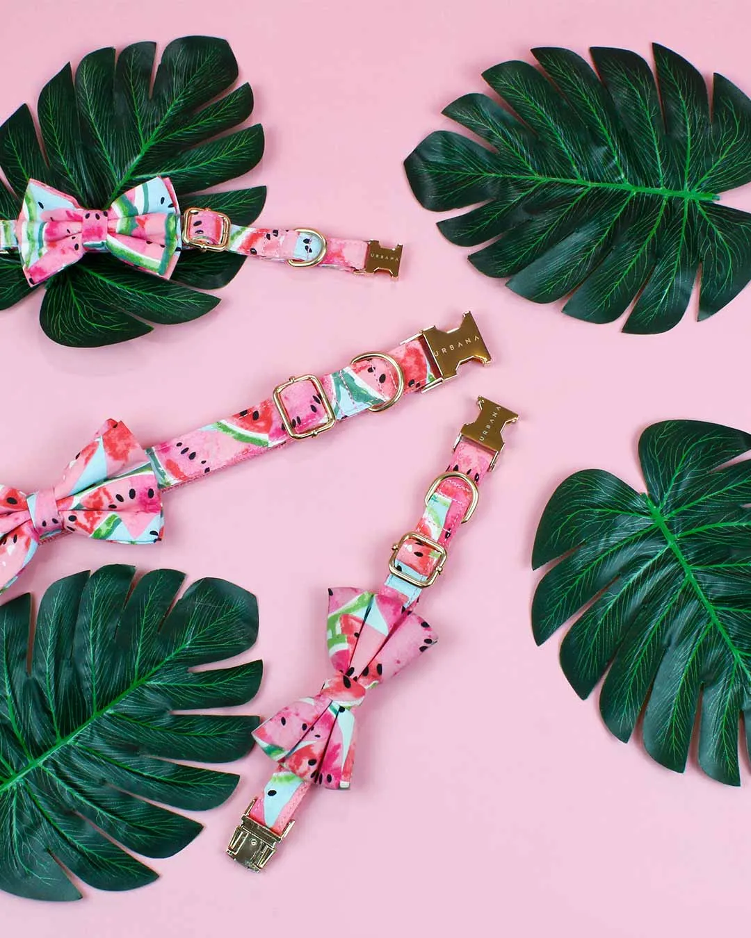 Watermelon Sugar Dog Collar