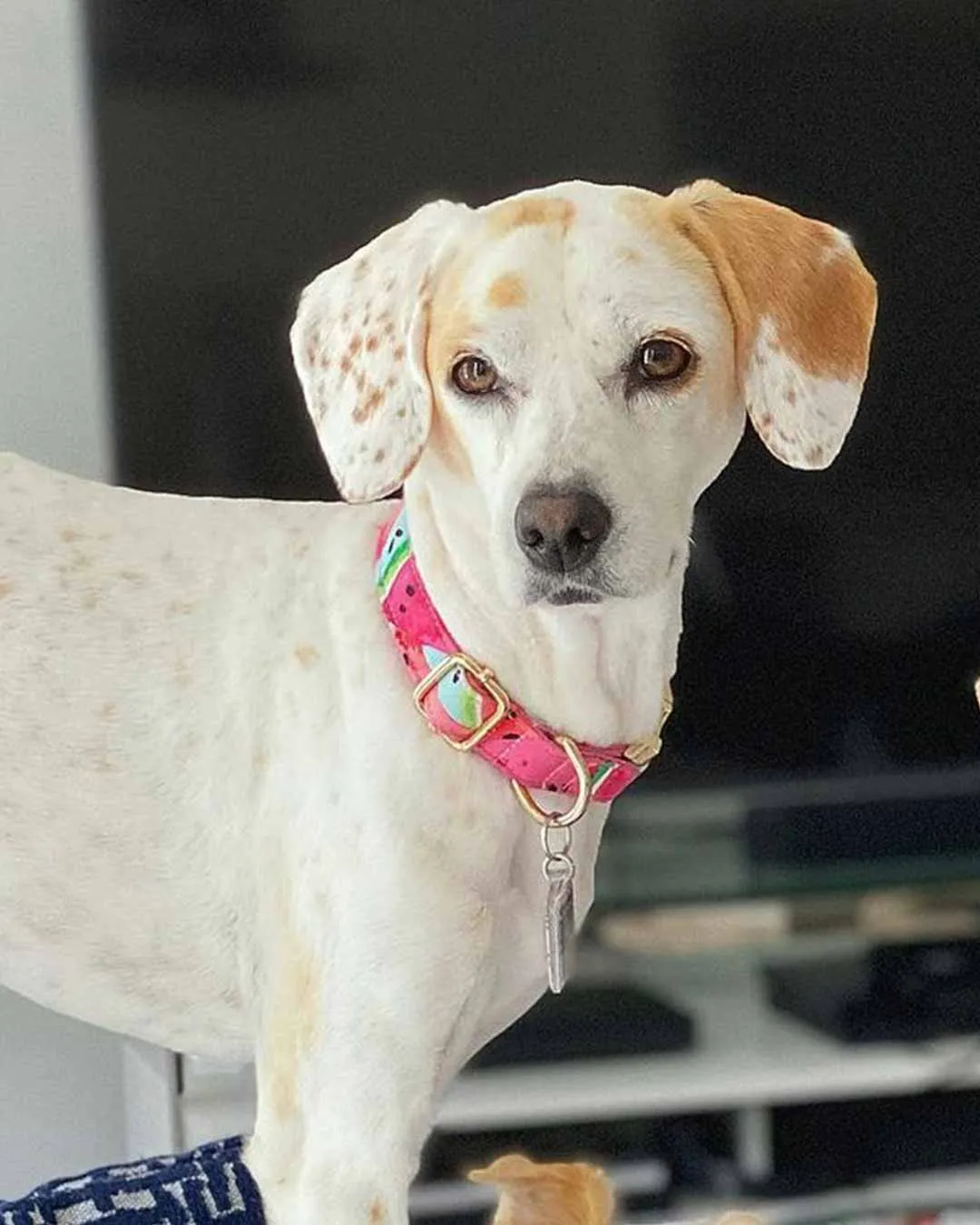 Watermelon Sugar Dog Collar